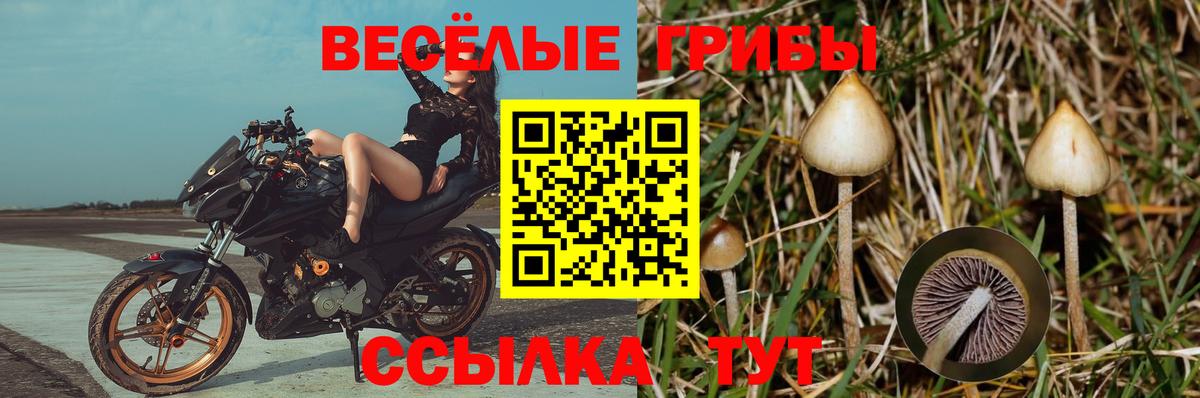 Галлюциногенные грибы Magic Shrooms  Вход с VPN  Рассказово  Галлюциногенные грибы Psilocybine cubensis 